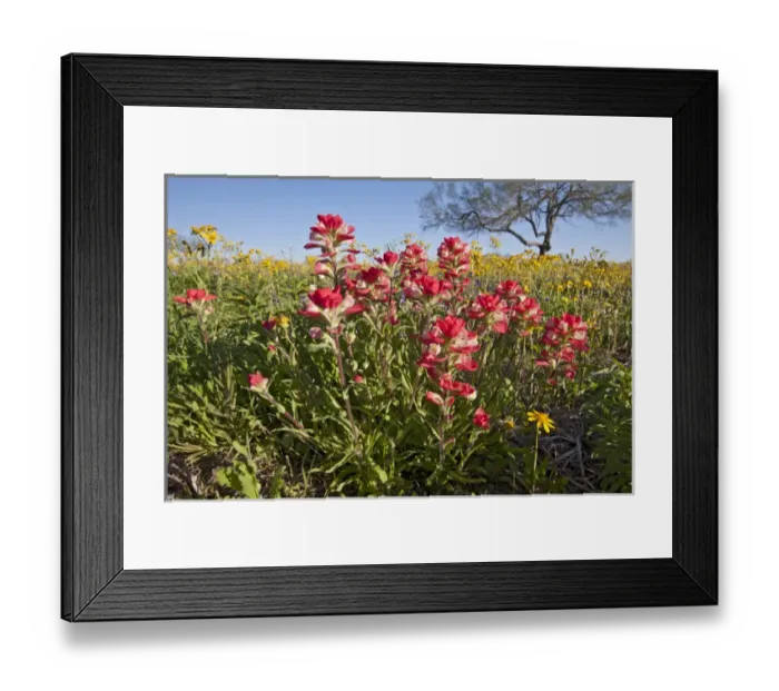 Framed Print : Roadside wildflowers in Texas, spring Framed Print : Roadside wildflowers in Texas, spring