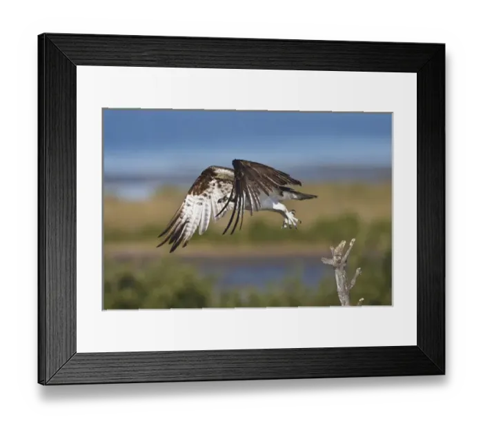 Framed Print : Osprey (Pandion haliaetus) in flght, Texas Framed Print : Osprey (Pandion haliaetus) in flght, Texas