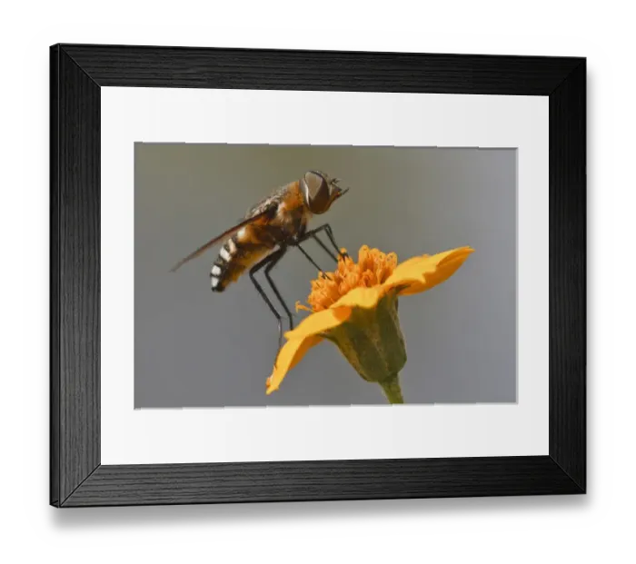 Framed Print : Fly resting on wildflower, Edinburg, Texas Framed Print : Fly resting on wildflower, Edinburg, Texas