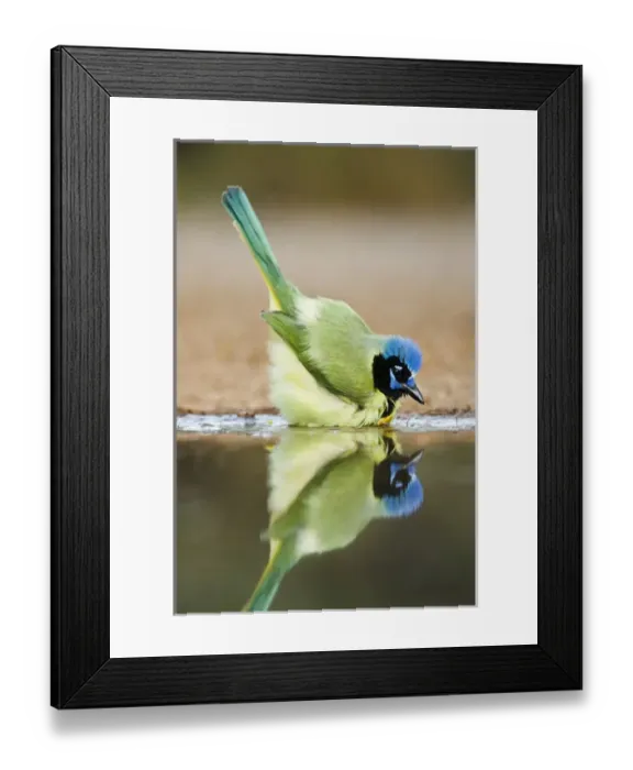 Framed Print : Green Jay (Cyanocorax yncas) adult bathing Framed Print : Green Jay (Cyanocorax yncas) adult bathing
