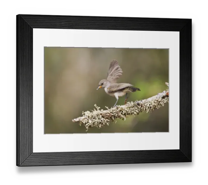 Framed Print : Verdin (Auriparus flaviceps) juvenile on perch