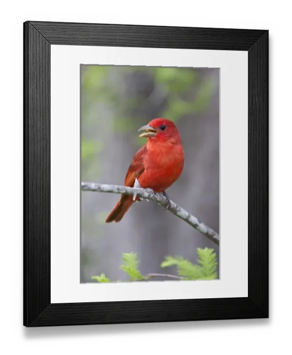 Framed Print : SummerTanager (Piranga rubra) male on perch Framed Print : SummerTanager (Piranga rubra) male on perch