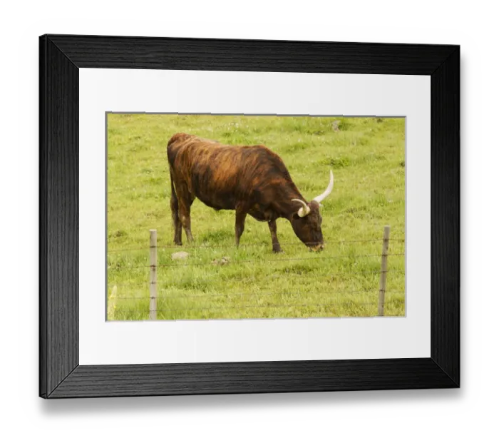 Framed Print : Longhorn grazing in green pasture Framed Print : Longhorn grazing in green pasture