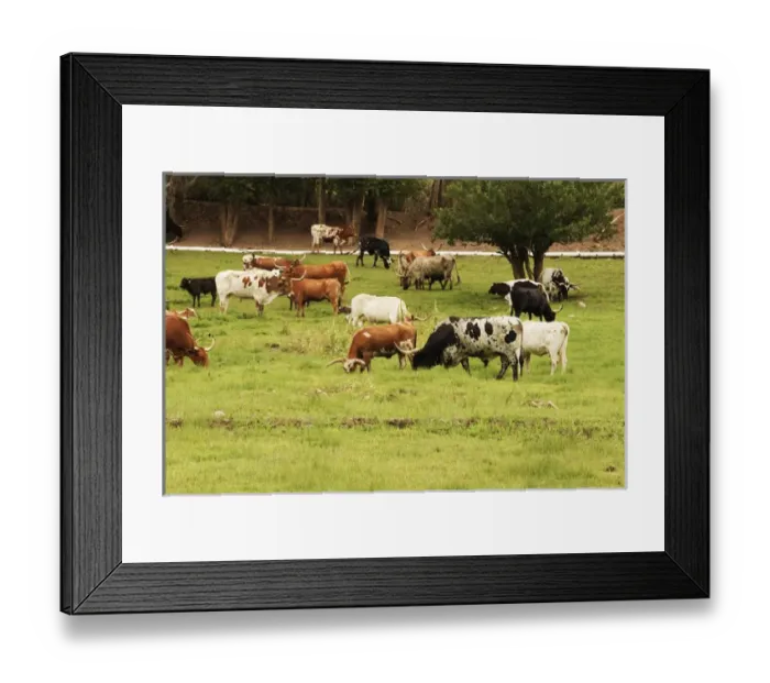 Framed Print : Herd of Texas Longhorn cattle in green pasture Framed Print : Herd of Texas Longhorn cattle in green pasture