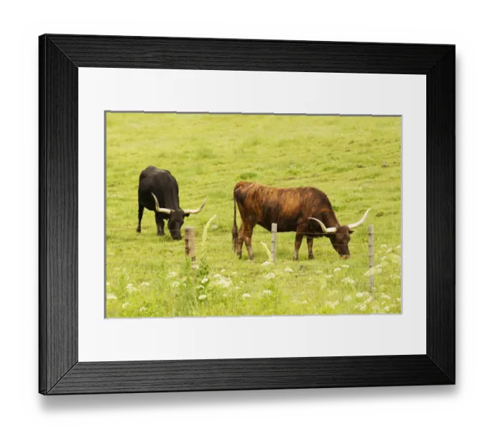 Framed Print : Longhorn grazing in green pasture