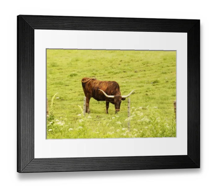 Framed Print : Longhorn grazing in green pasture Framed Print : Longhorn grazing in green pasture