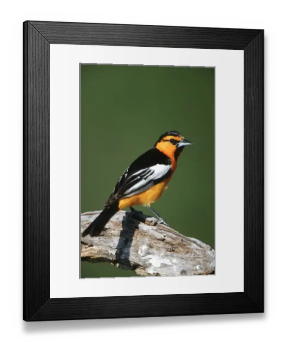 Framed Print : Bullocks Oriole (Icterus bullockii) male, Starr Co. TX