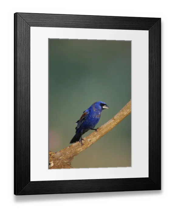 Framed Print : Blue Grosbeak (Guiraca caerulea) male, Starr Co. TX Framed Print : Blue Grosbeak (Guiraca caerulea) male, Starr Co. TX