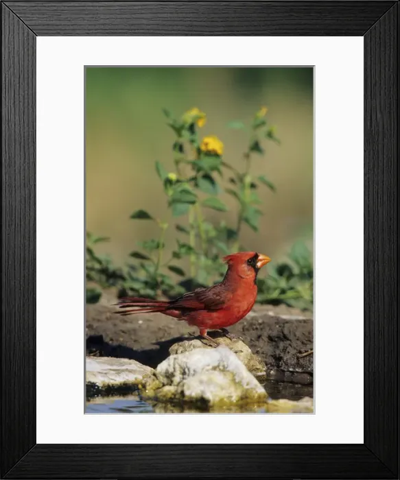 Framed Print : Northern Cardinal (Cardinalis cardinalis) male at water, Starr Co. TX Framed Print : Northern Cardinal (Cardinalis cardinalis) male at water, Starr Co. TX