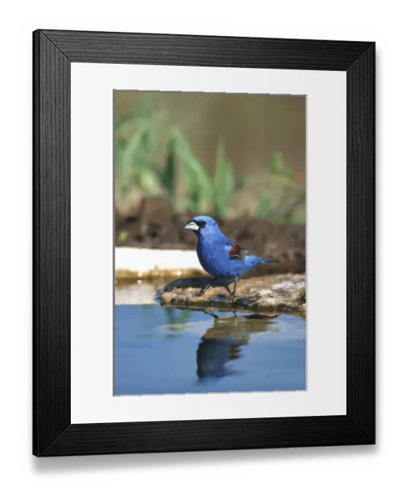 Framed Print : Blue Grosbeak (Guiraca caerulea) male at water, Starr Co. TX Framed Print : Blue Grosbeak (Guiraca caerulea) male at water, Starr Co. TX