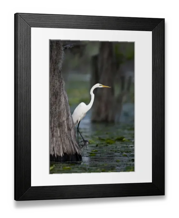 Framed Print : Great Egret (Ardea alba) on Caddo Lake, Texas