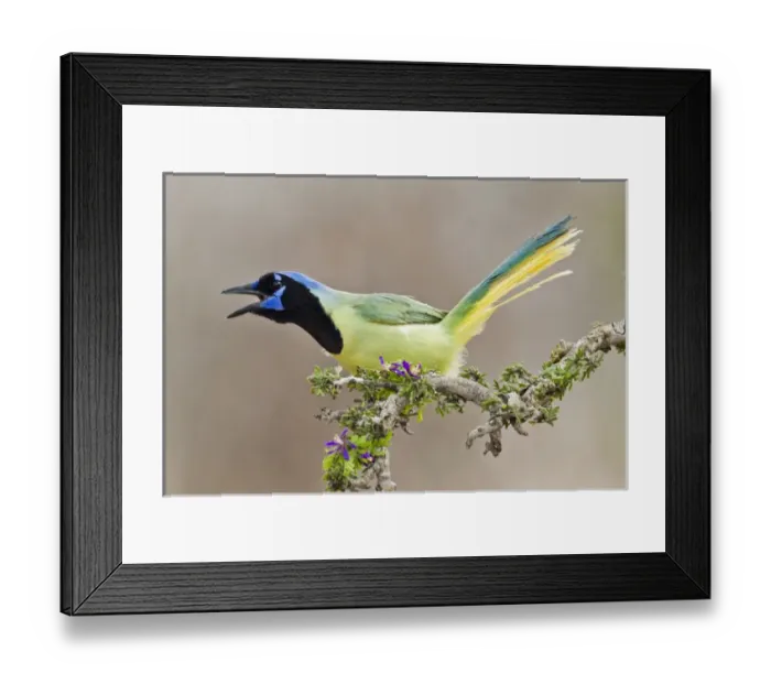 Framed Print : Green Jay (Cyanocorax yncas) adult calling Framed Print : Green Jay (Cyanocorax yncas) adult calling