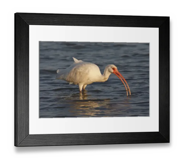 Framed Print : White Ibis (Eudocimus albus) feeding in saline bay Framed Print : White Ibis (Eudocimus albus) feeding in saline bay