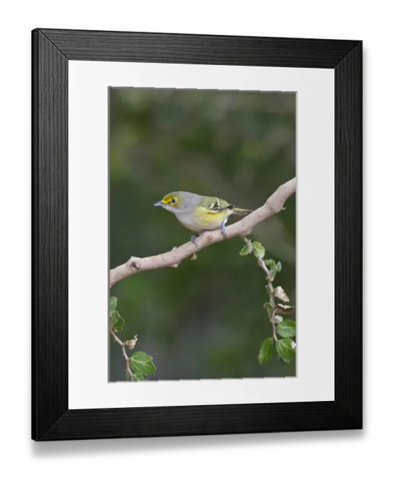 Framed Print : white-eyed vireo (Vireo griseus) perched in bush Framed Print : white-eyed vireo (Vireo griseus) perched in bush
