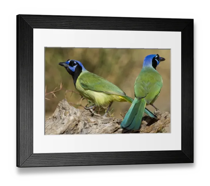 Framed Print : Green Jay (Cyanocorax yncas) adults foraging Framed Print : Green Jay (Cyanocorax yncas) adults foraging