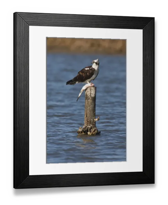 Framed Print : Osprey (Pandion haliaetus) perched with fish, Texas Framed Print : Osprey (Pandion haliaetus) perched with fish, Texas