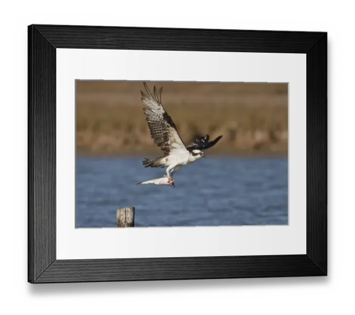 Framed Print : Osprey (Pandion haliaetus) in flght with fish, Texas Framed Print : Osprey (Pandion haliaetus) in flght with fish, Texas