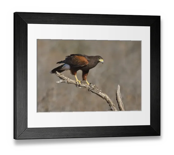 Framed Print : Harriss Hawk (Parabuteo unicinctus) perched raptor