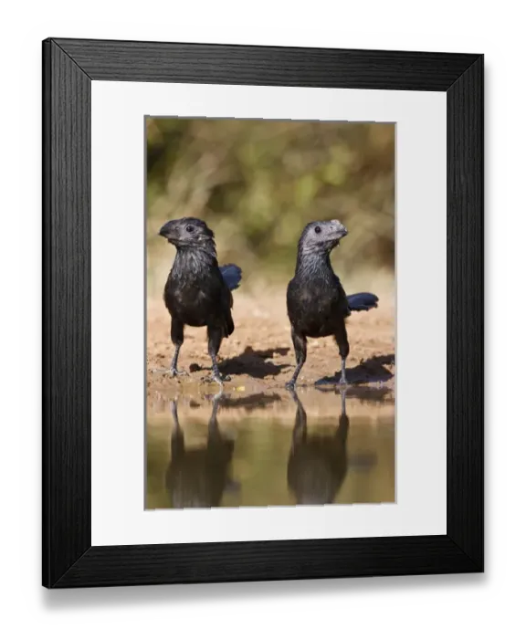 Framed Print : Groove-billed Ani (Crotophaga sulcirostris) pair a pond for drink Framed Print : Groove-billed Ani (Crotophaga sulcirostris) pair a pond for drink