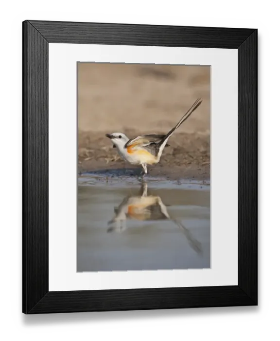 Framed Print : Scissor-tailed Flycatcher (Tyrannus forficatus) reflected in pond Framed Print : Scissor-tailed Flycatcher (Tyrannus forficatus) reflected in pond
