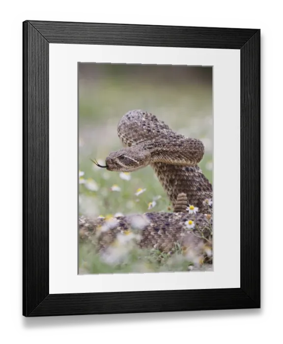 Framed Print : Western Diamondback Rattlesnake (Crotalus atrox) coiled to strike Framed Print : Western Diamondback Rattlesnake (Crotalus atrox) coiled to strike