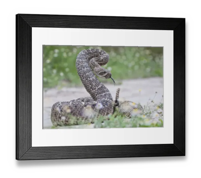 Framed Print : Western Diamondback Rattlesnake (Crotalus atrox) coiled to strike Framed Print : Western Diamondback Rattlesnake (Crotalus atrox) coiled to strike