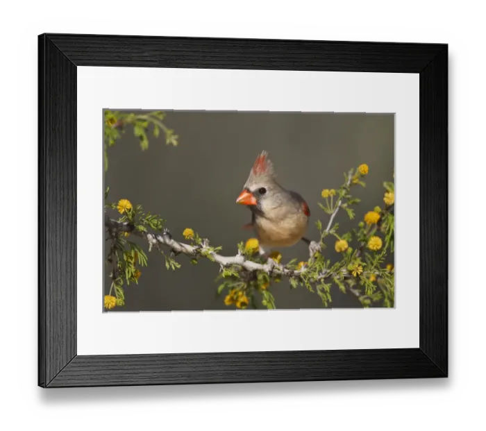 Framed Print : Northern Cardinal (Cardinalis cardinalis) female perched on branch Framed Print : Northern Cardinal (Cardinalis cardinalis) female perched on branch