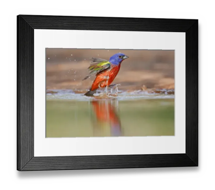 Framed Print : Painted Bunting (Passerina ciris) adult male at a south Texas pond