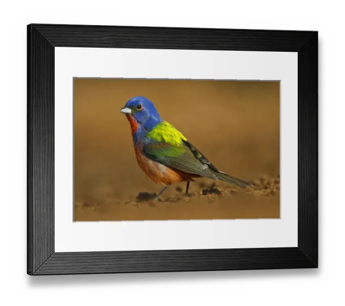 Framed Print : Painted Bunting (Passerina ciris) adult male at a south Texas pond