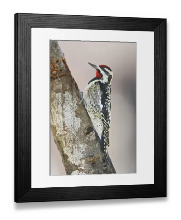 Framed Print : Yellow-bellied Sapsucker (Sphyrapicus varius) male feeding on sap Framed Print : Yellow-bellied Sapsucker (Sphyrapicus varius) male feeding on sap