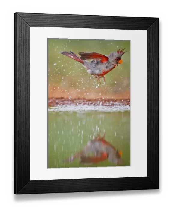 Framed Print : Pyrrhuloxia (Cardinalis sinuatus) male bathing at south Texas pond