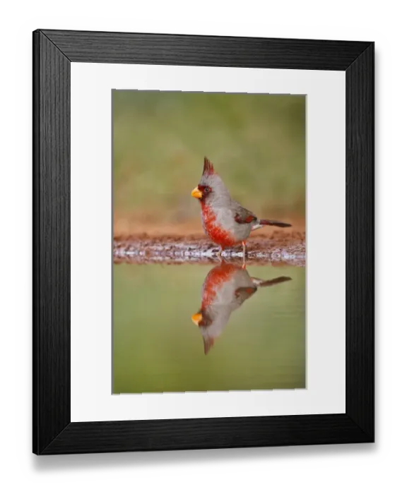 Framed Print : Pyrrhuloxia (Cardinalis sinuatus) male bathing at south Texas pond