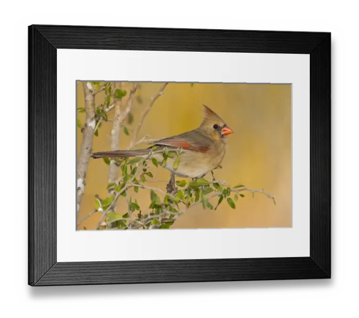Framed Print : Northern Cardinal (Cardinalis cardinalis) female perched on branch Framed Print : Northern Cardinal (Cardinalis cardinalis) female perched on branch
