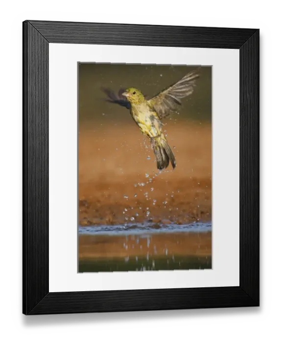 Framed Print : Painted Bunting (Passerina ciris) adult female at a south Texas pond Framed Print : Painted Bunting (Passerina ciris) adult female at a south Texas pond