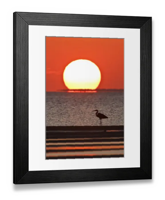 Framed Print : Great Blue Heron (Ardea herodias) standing by Laguna Madre at sunset