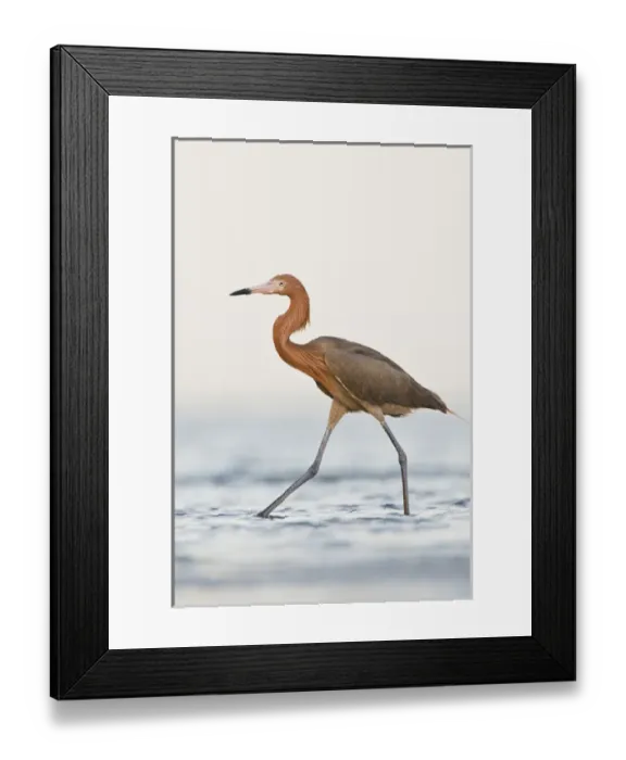 Framed Print : Reddish Egret (Egretta rufescens) adult hunting in shallow bay, Texas