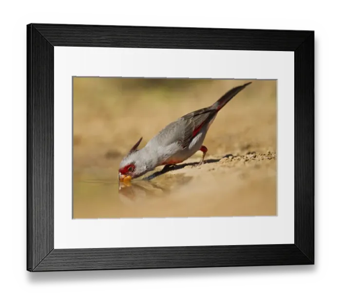 Framed Print : Pyrrhuloxia (Cardinalis sinuatus) male drinking at south Texas pond Framed Print : Pyrrhuloxia (Cardinalis sinuatus) male drinking at south Texas pond