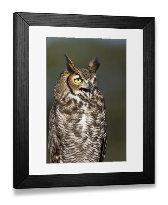 Framed Print : Great Horned Owl (Bubo virginianus) resting on perch in central Texas Framed Print : Great Horned Owl (Bubo virginianus) resting on perch in central Texas