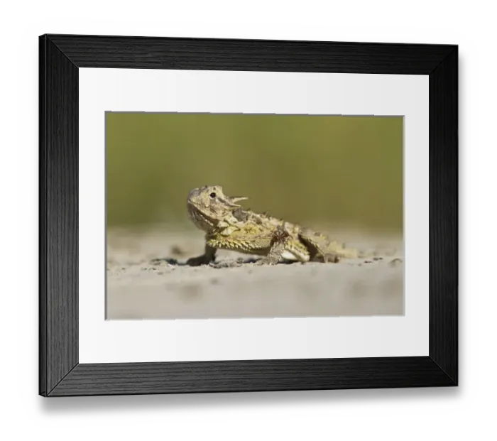 Framed Print : Texas Horned Lizard (Phrynosoma cornutum) hiding in sand, south Texas Framed Print : Texas Horned Lizard (Phrynosoma cornutum) hiding in sand, south Texas