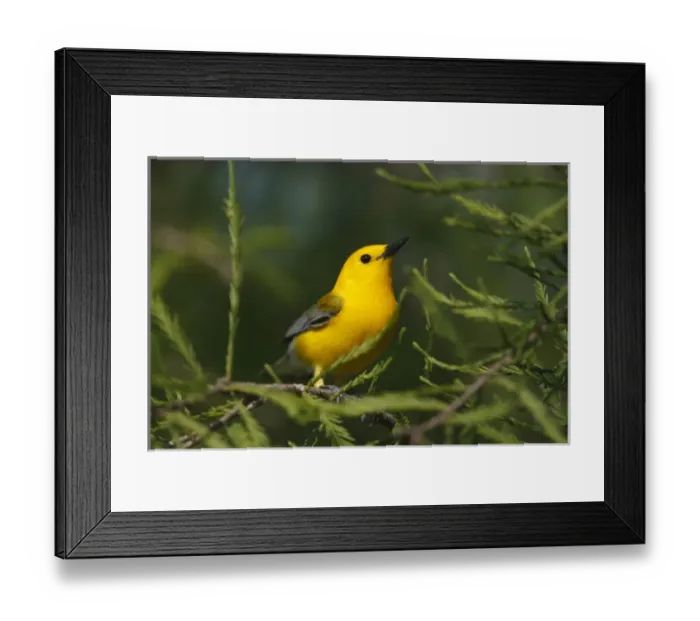 Framed Print : Prothonotary Warbler (Prothonoteria citrea) adult male in spring, Texas Framed Print : Prothonotary Warbler (Prothonoteria citrea) adult male in spring, Texas