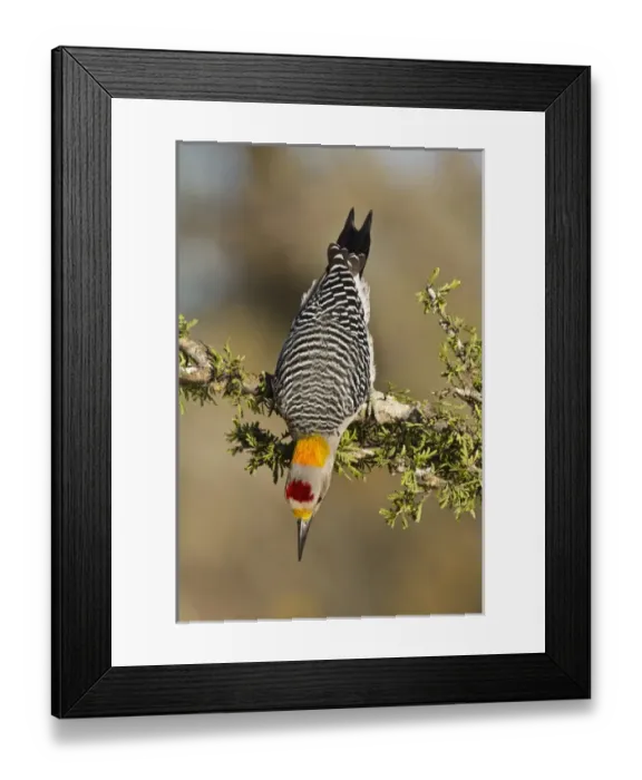 Framed Print : Golden-fronted Woodpecker (Melanerpes aurifrons) adult male foraging