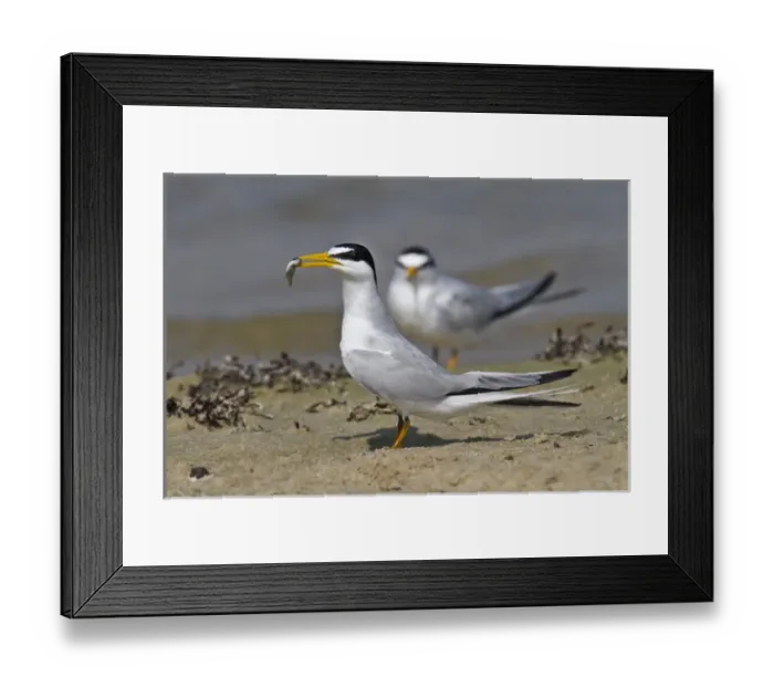 Framed Print : Least Tern (Sterna antillarum, offering fish of mate, Galveston, Texas Framed Print : Least Tern (Sterna antillarum, offering fish of mate, Galveston, Texas
