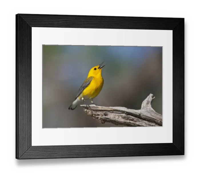 Framed Print : Prothonotary Warbler (Prothonoteria citrea) adult male in spring, Texas Framed Print : Prothonotary Warbler (Prothonoteria citrea) adult male in spring, Texas