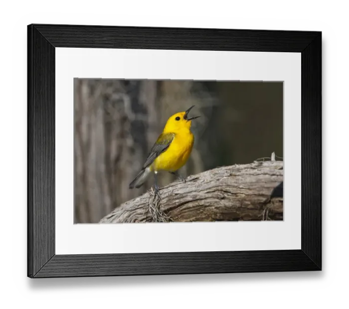 Framed Print : Prothonotary Warbler (Prothonoteria citrea) adult male in spring, Texas