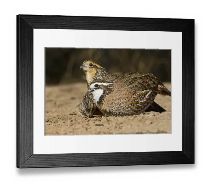 Framed Print : Northern Bobwhite (Colinus virginianus) quail babies at pond for drink Framed Print : Northern Bobwhite (Colinus virginianus) quail babies at pond for drink