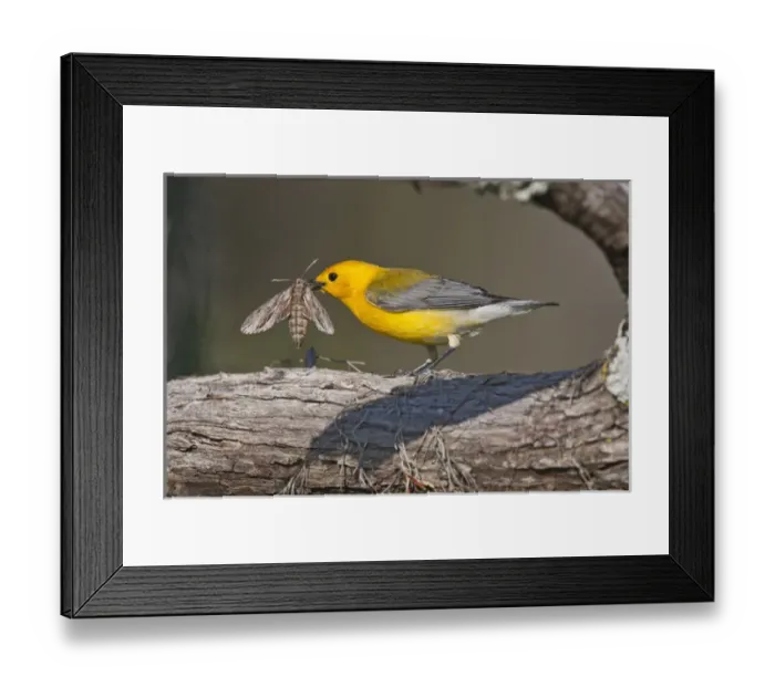 Framed Print : Prothonotary Warbler (Prothonoteria citrea) adult male in spring, Texas Framed Print : Prothonotary Warbler (Prothonoteria citrea) adult male in spring, Texas