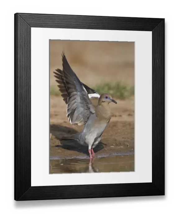 Framed Print : white-winged dove (Zenaida asiatica) adult drinking at south Texas pond Framed Print : white-winged dove (Zenaida asiatica) adult drinking at south Texas pond