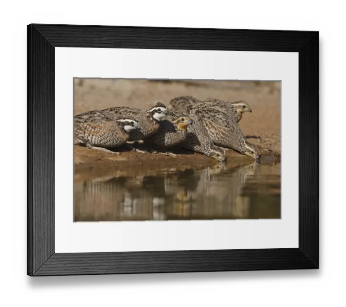 Framed Print : Northern Bobwhite (Colinus virginianus) covey drinking at south Texas pond Framed Print : Northern Bobwhite (Colinus virginianus) covey drinking at south Texas pond