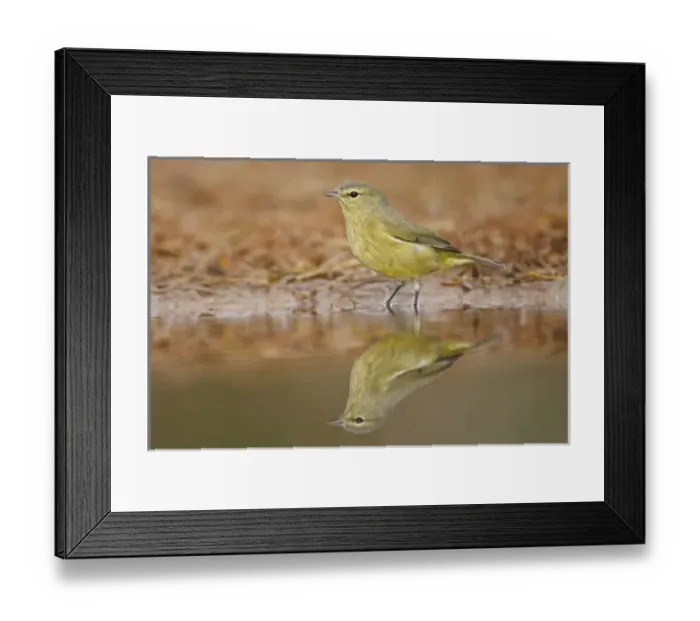Framed Print : Orange-crowned Warbler (Vermivora celata) drinking at south Texas pond Framed Print : Orange-crowned Warbler (Vermivora celata) drinking at south Texas pond
