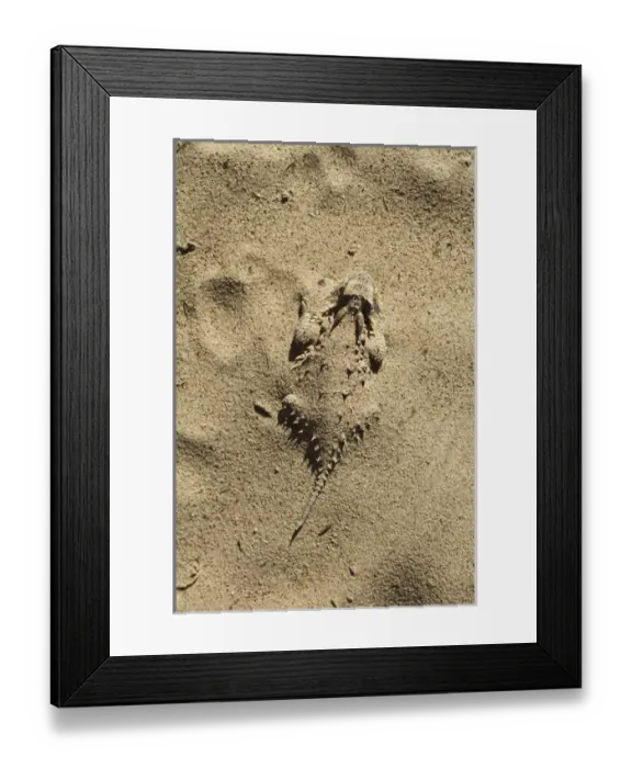 Framed Print : Texas Horned Lizard (Phrynosoma cornutum) hiding in sand, south Texas
